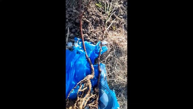 Питомник Волковых, Крым (отзывы ). часть 1 смотреть онлайн