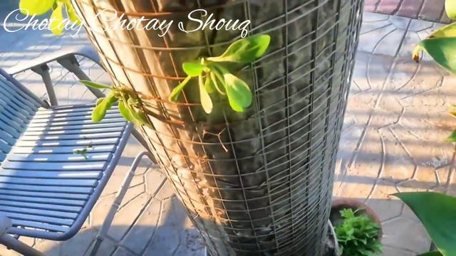 Gardening | Petunia tower | How to make petunia tower | Gardening ka shouq смотреть онлайн