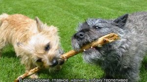 Керн-терьер: описание породы, характер собак