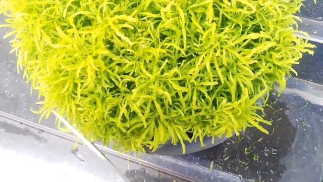 Aralia plants caring in rainy season/plants care in rainy season/gardening ideas /garden tour
