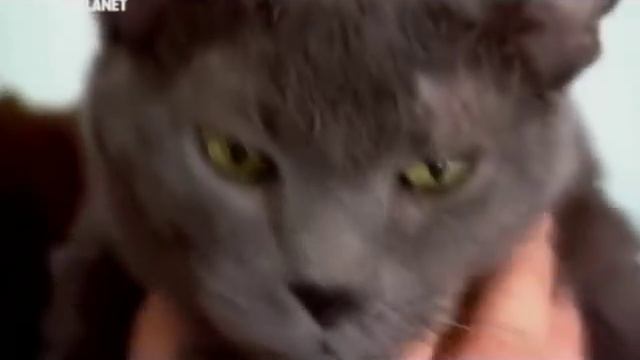 Русская голубая смотреть онлайн