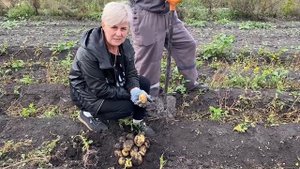 Картофель - шедевр  "БАНКИР"