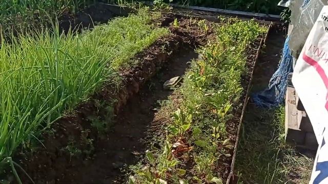 Раннее солнечное утро./Сажаем хосту. смотреть онлайн