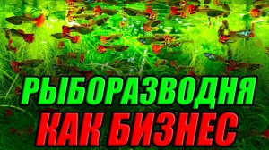 Рыборазводня как бизнес! Продажа стаи красивых гуппи!