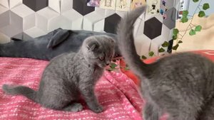 Британские вислоухие котята .