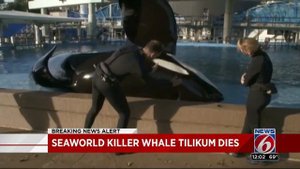 SeaWorld killer whale Tilikum dies