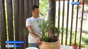 Лотосы в Адыгее. Про нас на республиканском телевидении. Питомник лотосов.лотосы в саду и в горшке.