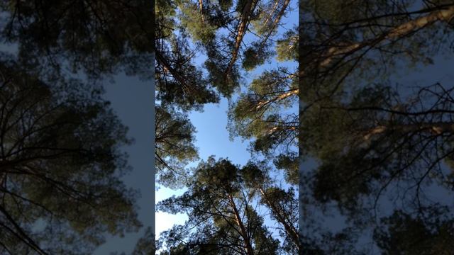 #волнасвета_2020 коллективная медитация #rayoflight2020 смотреть онлайн