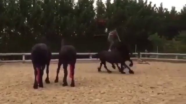 Мужик скачет стоя на двух лошадях сразу смотреть онлайн