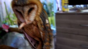 Сова Сипуха :3