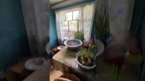 Осмотр дома в деревне Шишкино. (Рабочие моменты.)