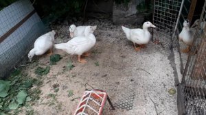 Как вырастить Мулардов без расклева.