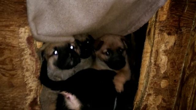 Щенки К90, метисы шарпеев. 11.01.19 Кожуховский приют смотреть онлайн