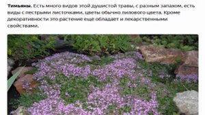 Какие растения посадить на альпийской горке  Самые простые и неприхотливые