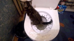 Котенок ходит в туалет на унитаз. Второй этап, через две недели. 