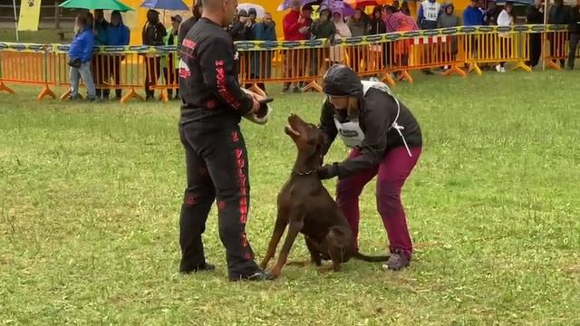 CAMPIONATO SOCIALE 2023 Dobermann Della Fenice Degli Dei смотреть онлайн