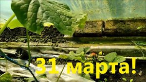 ОГУРЦЫ,ТОМАТЫ ,КЛУБНИКА ,В ТЕПЛИЦЕ! 31 МАРТА !2020 ГОД.