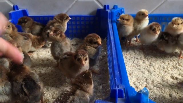 ПЕТУХ ИЛИ КУРИЦА? ОПРЕДЕЛЯЕМ ПОЛ ЦЫПЛЕНКА