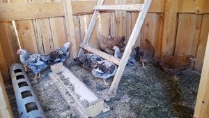 Кроссы кур от кучинской и загорской лососёвой породы.