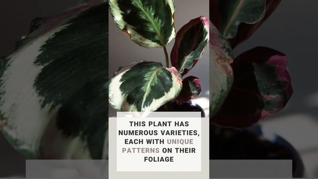 Have you become acquainted with the Wonderful Calathea Roseopicta? #indoorplants #shorts #plants