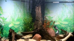 БРИЛЛИАНТОВЫЕ ЦИХЛАЗОМЫ НЕРЕСТ