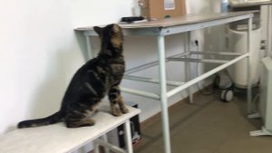 Больного кота выкинули на мороз