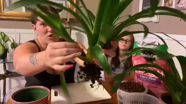 BROMELIAD PUPS! ||Remove & Pot|| Propagating Bromeliads! смотреть онлайн