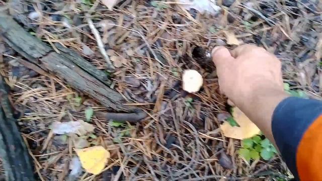 Осінній польский гриб смотреть онлайн