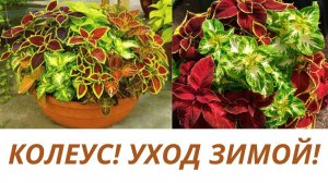 КОЛЕУС! ФОРМИРОВАНИЕ КУСТИКА .ПРИЩИПКА ИЛИ ОБРЕЗКА? КАК СДЕРЖАТЬ РОСТ РАСТЕНИЮ?