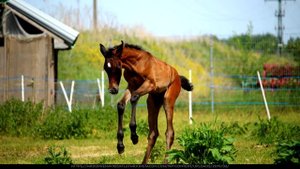 Какими качествами должна обладать хорошая скаковая лошадь?