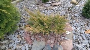 Хвойные в саду. Обзор сортов хвойных растений  в ноябре 2020 года.