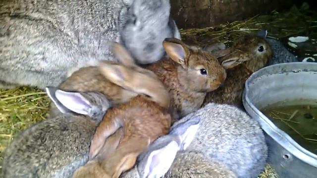 Кролики породы Джус //Новая порода //Жизнь в деревне !!! смотреть онлайн