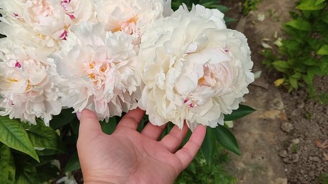 Пион Festiva Maxima. Пион Фестива Максима. смотреть онлайн