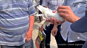 Птичий рынок г. Ташкент - ГОЛУБИ (08.05.2021) / Uzbek Pigeons