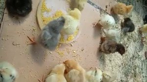 цыплята из инкубатора,первый опыт выращивания