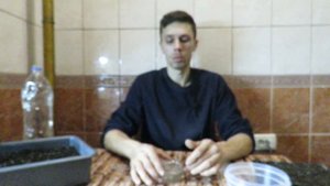 Три Лучших Способа Выращивания Павловнии из Семян!