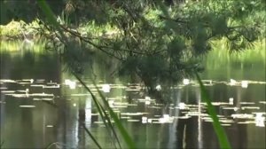 Блакиття плес і ніжність лілій. The bluish water surface and tenderness of lilies.