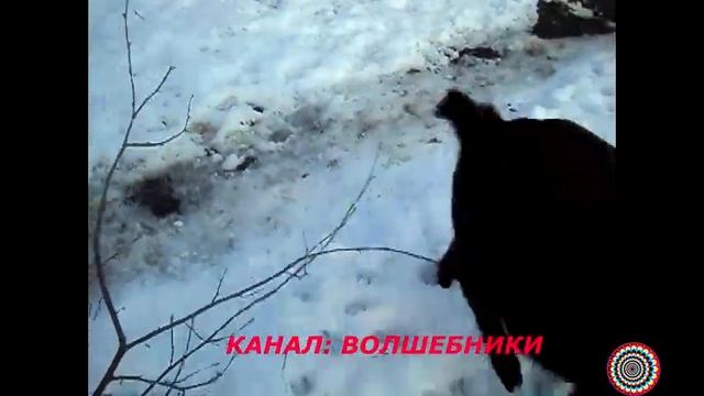 Камерунские Козы Зимой.Кормим Коз Зимой.Скатерть Самобранка Зимняя.Содержание Коз.Выгул Коз Зимой.