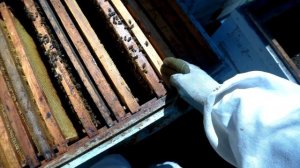 Постановка второго корпуса. Как правильно расширять гнездо.