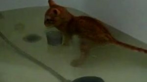Кот который любит водные процедуры
