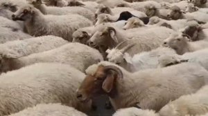 Стадо овец и козлов