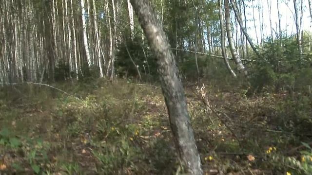 Ищем красивые грибы .