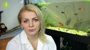 Попугай Линяет & Линька У Попугаев. Ветклиника Био-Вет