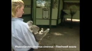 Phascolarctos cinereus cinereus   Північний коала New South Wales koala