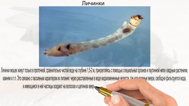 откуда берётся мошка смотреть онлайн