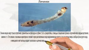 откуда берётся мошка