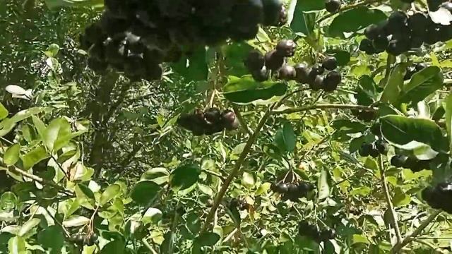 ЛЕЧЕБНЫЕ СВОЙСТВА ЧЕРНОПЛОДНОЙ РЯБИНЫ. смотреть онлайн