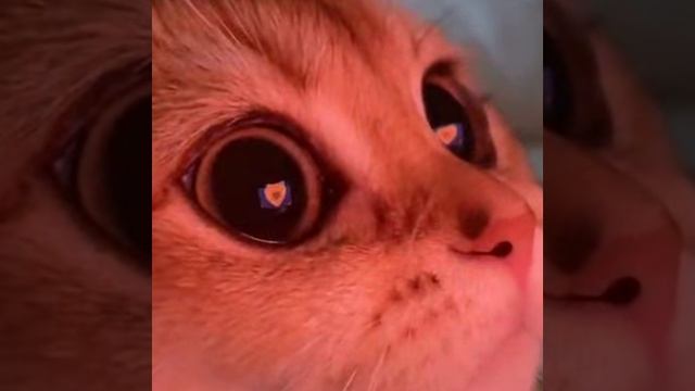 кот