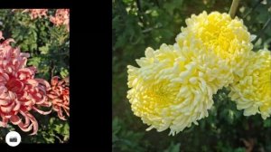 Никитский ботанический сад. Бал хризантем. Экскурсия из Алушты.