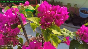Vera Deep Purple 💜💜 #Bougainvillea ##@@ss 💐💐